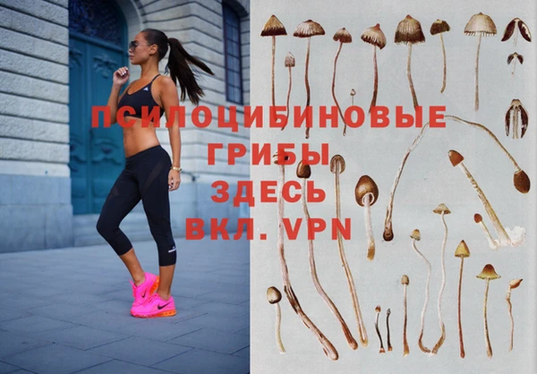 apvp Аркадак